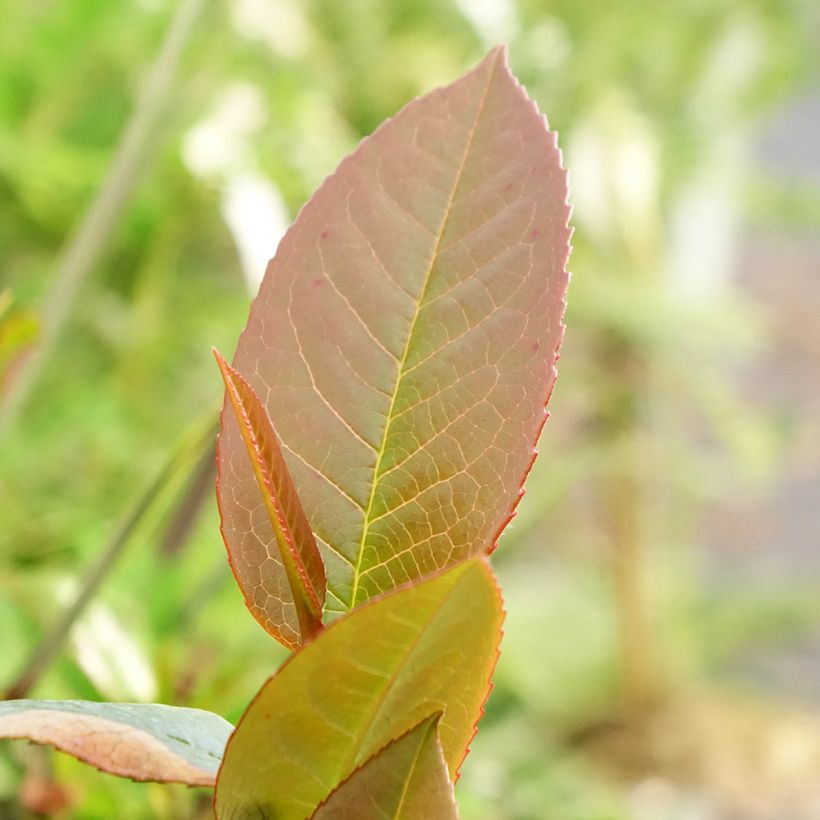 Stewartia pteropetiolata (Folhagem)