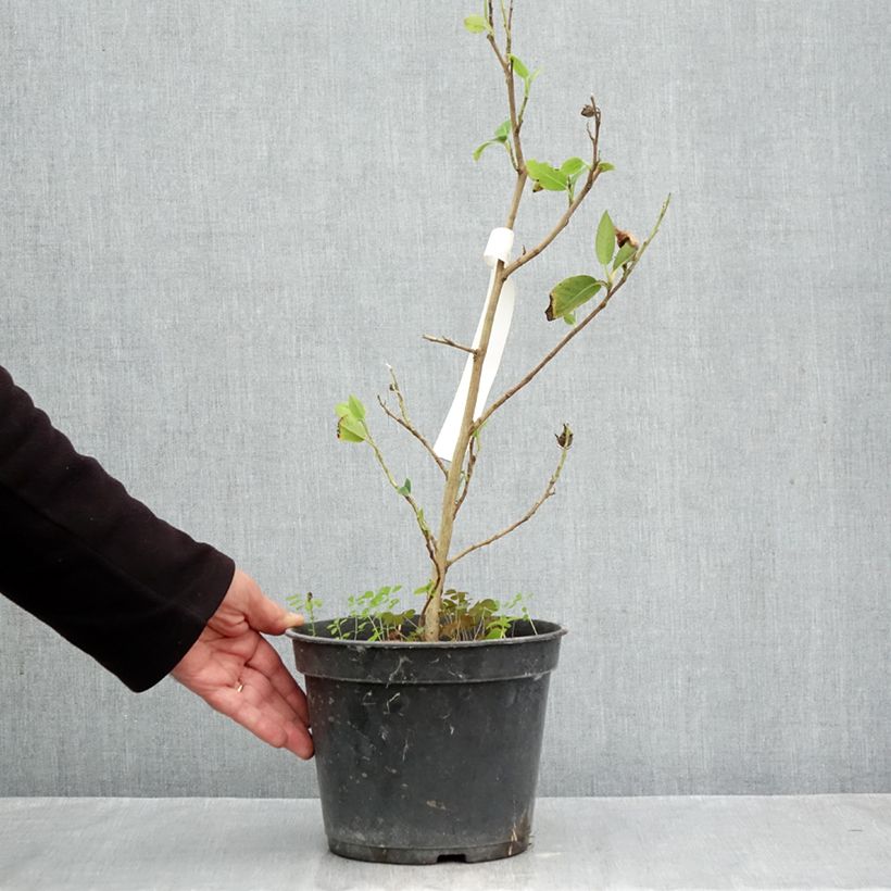 Amostra de Stewartia pteropetiolata Vaso de 4 L/5 L tal como entregue no outono