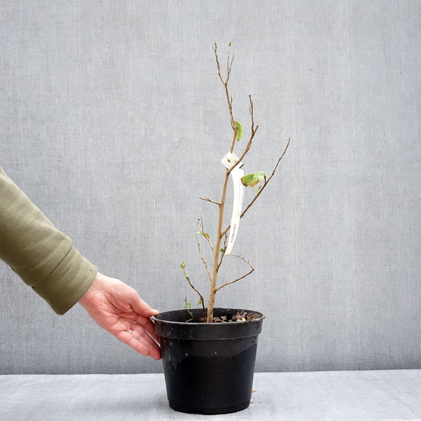 Amostra de Stewartia pteropetiolata Vaso de 4 L/5 L tal como entregue no inverno