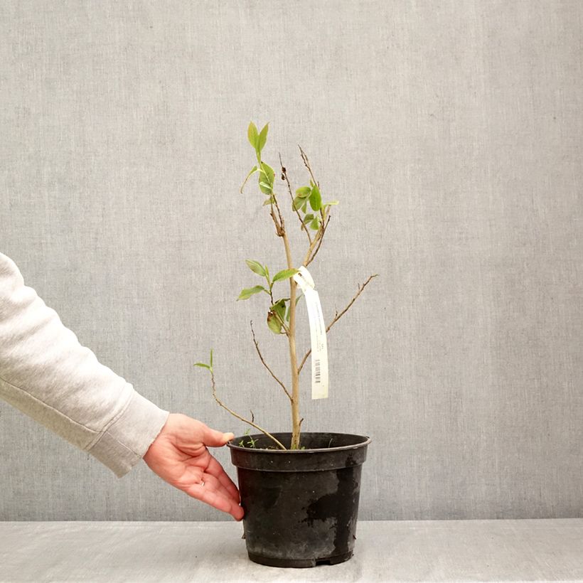 Amostra de Stewartia pteropetiolata Vaso de 4 L/5 L tal como entregue na primavera