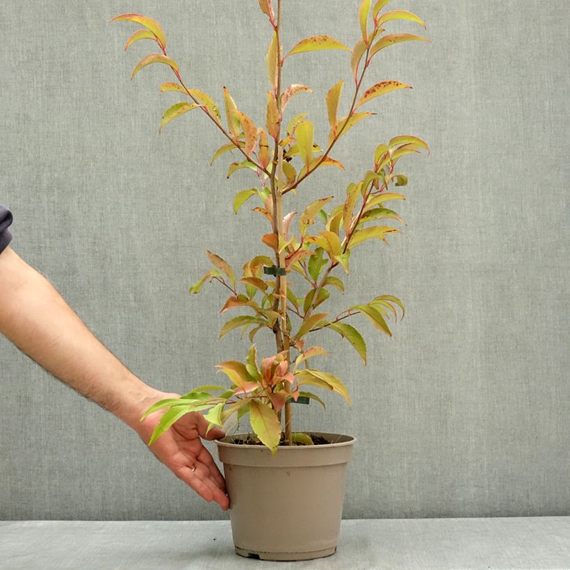 Amostra de Stewartia rostrata Vaso de 4 L/5 L tal como entregue no verão