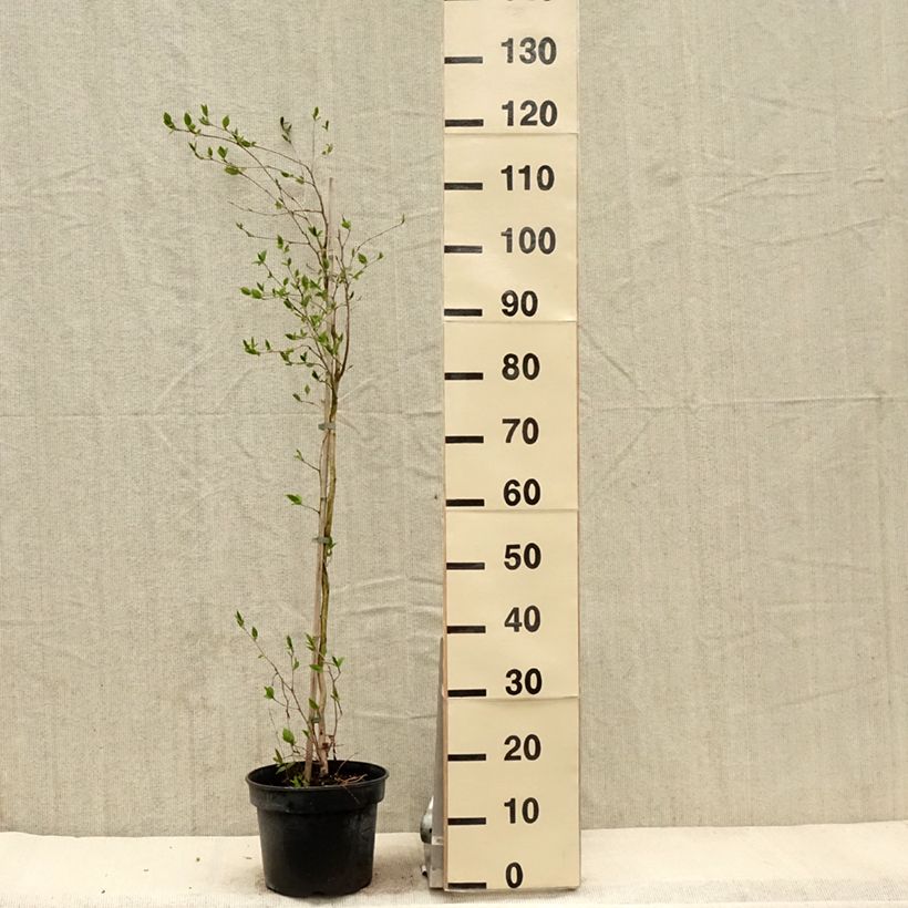 Amostra de Stewartia rostrata Vaso de 4 L/5 L tal como entregue na primavera