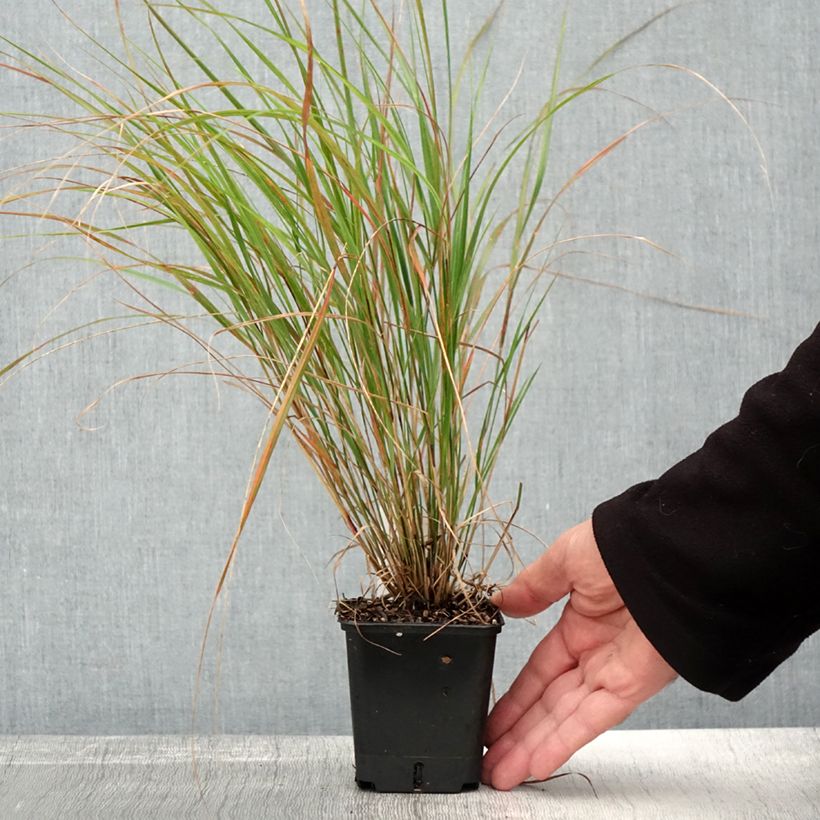 Amostra de Stipa arundinacea Sirocco Vaso de 8/9 cm tal como entregue no outono