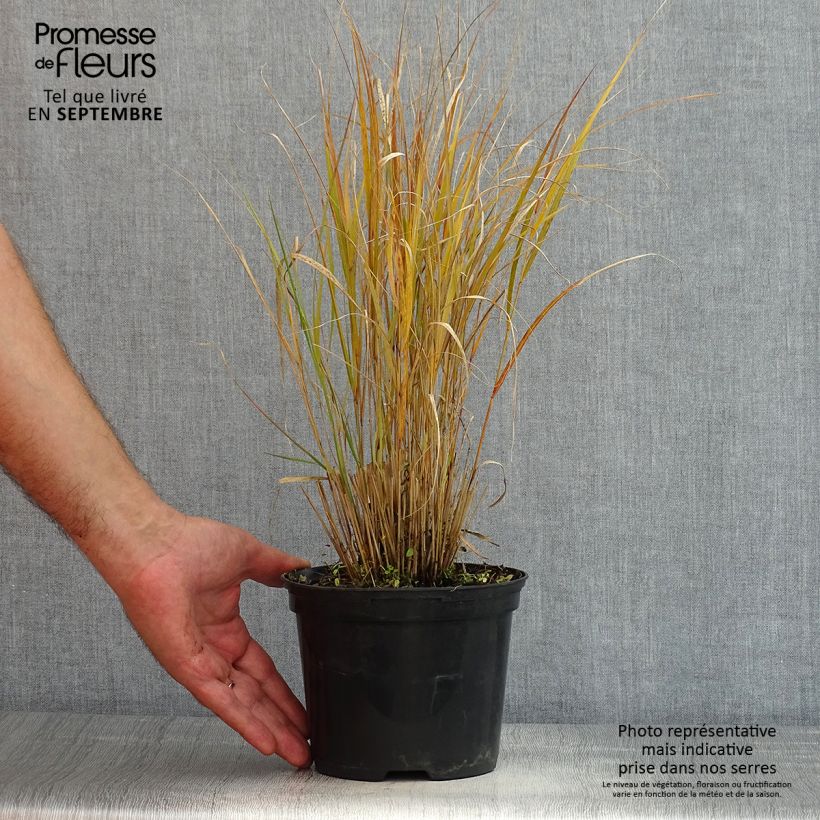 Amostra de Stipa arundinacea Sirocco Vaso de 2 L/3 L tal como entregue no verão