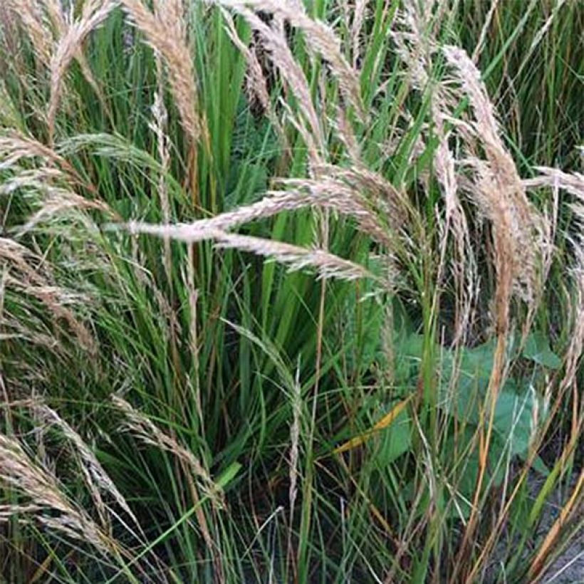 Stipa calamagrostis (Floração)