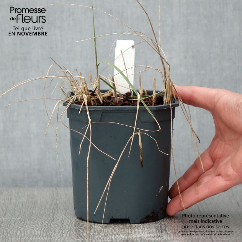 Amostra de Stipa calamagrostis Vaso de 2 L/3 L tal como entregue no outono