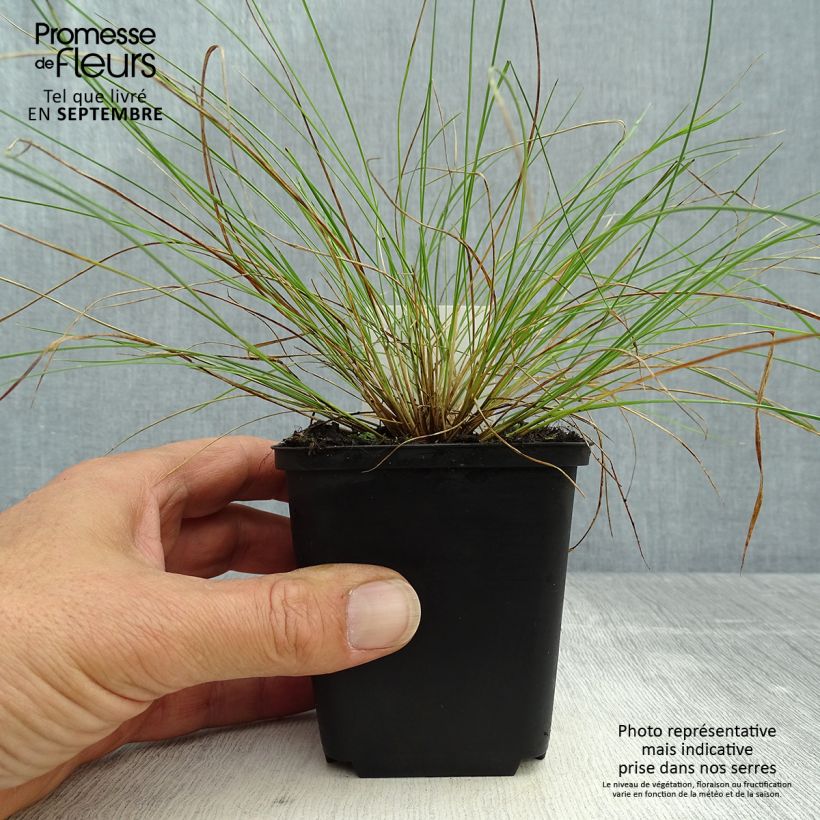 Amostra de Stipa capillata Vaso de 8/9 cm tal como entregue no outono