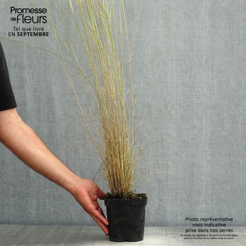 Amostra de Stipa capillata Vaso de 2 L/3 L tal como entregue no verão