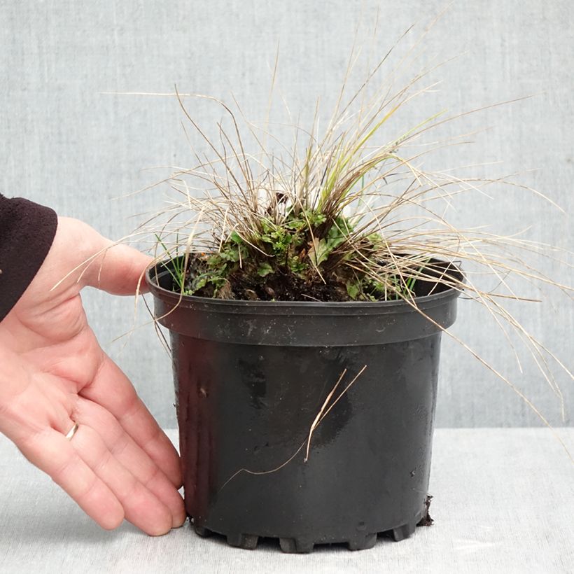 Amostra de Stipa capillata Vaso de 2 L/3 L tal como entregue no outono
