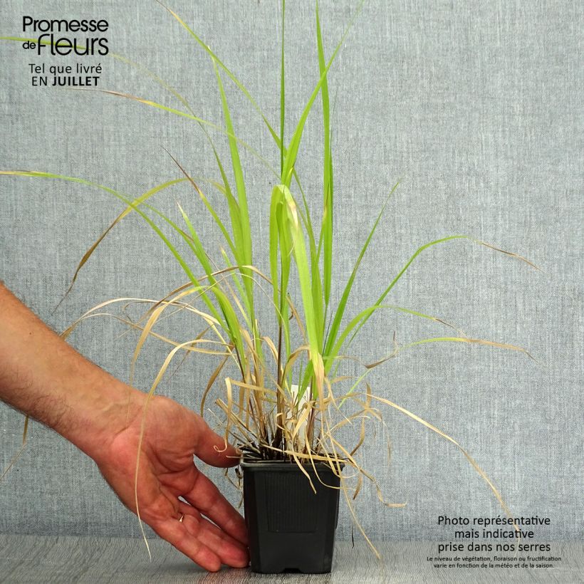 Amostra de Stipa extremiorientalis Vaso de 8/9 cm tal como entregue no verão