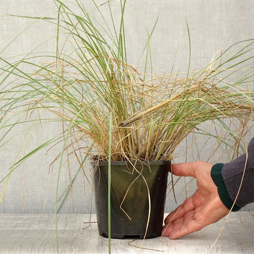 Amostra de Stipa gigantea Vaso de 2 L/3 L tal como entregue no outono