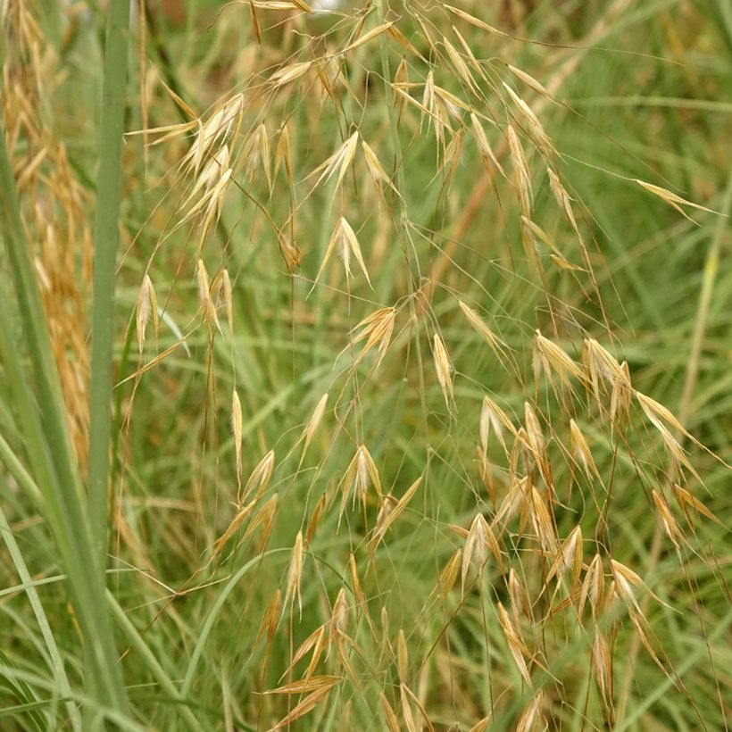 Stipa gigantea (Folhagem)