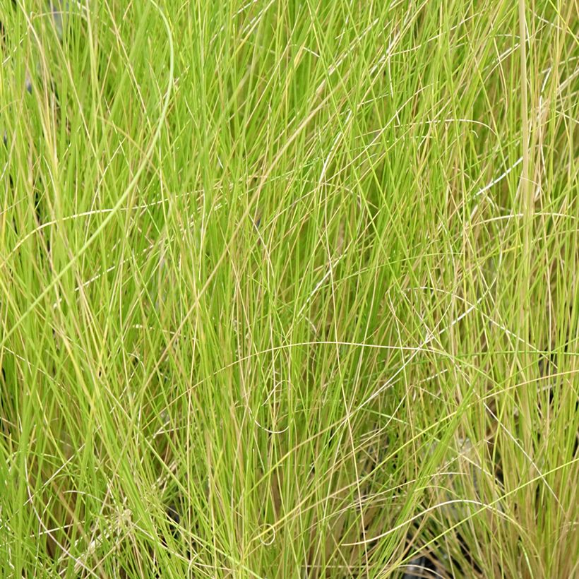 Stipa ichu (Folhagem)