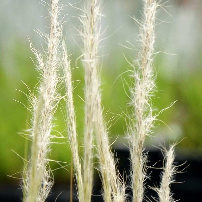 Stipa ichu (Floração)