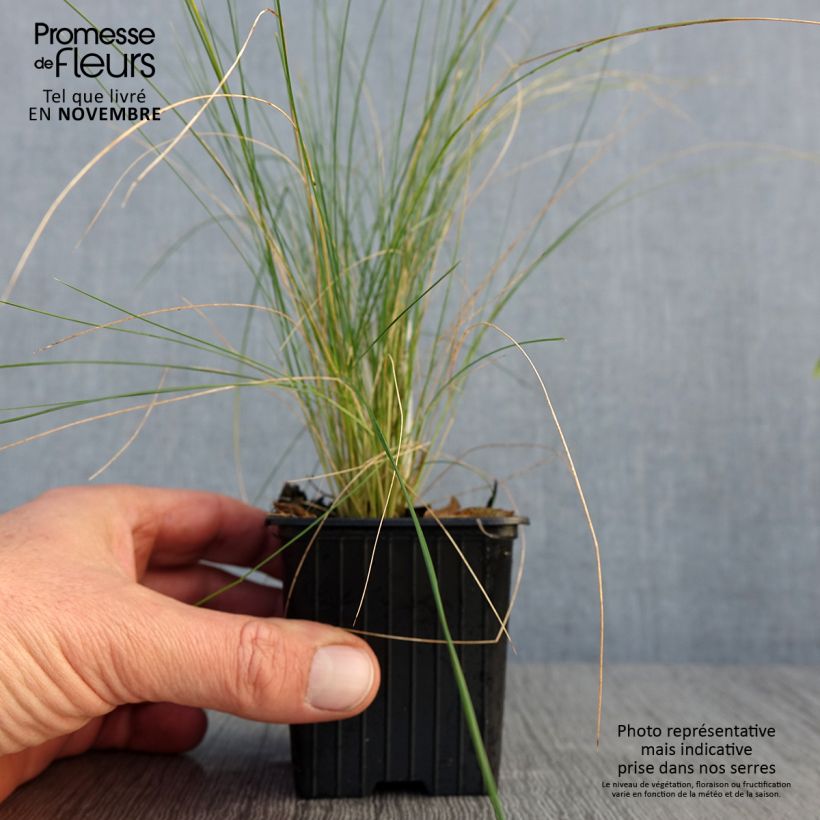 Amostra de Stipa ichu Vaso de 7/8 cm tal como entregue no outono