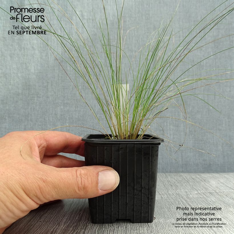 Amostra de Stipa pennata Vaso de 8/9 cm tal como entregue no outono