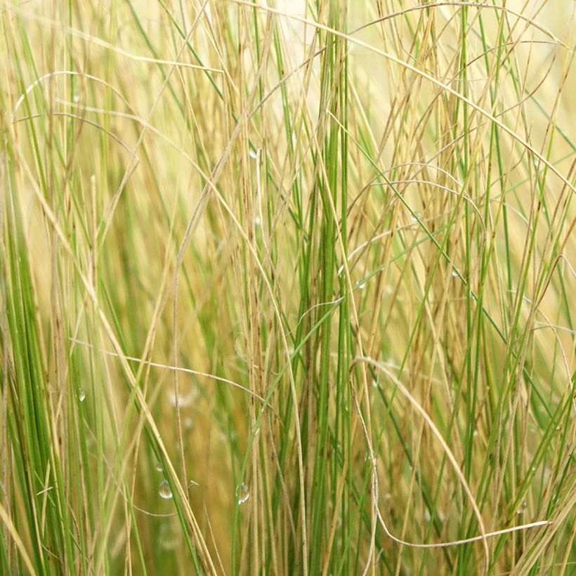Stipa pennata (Folhagem)