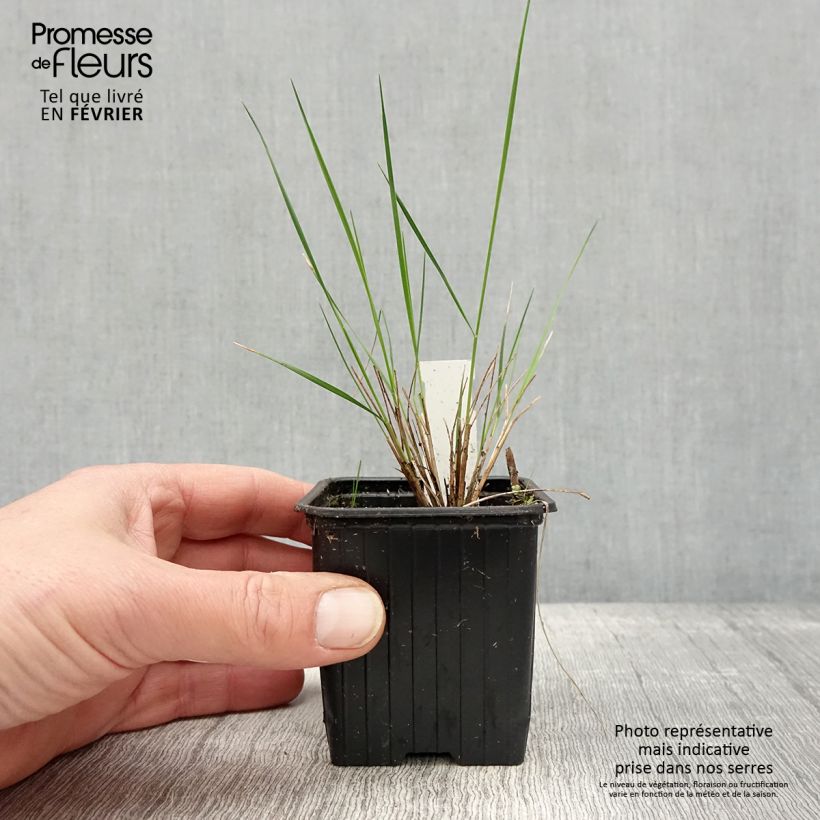 Amostra de Stipa pulcherrima - Stipe admirable Vaso de 8/9 cm tal como entregue no inverno