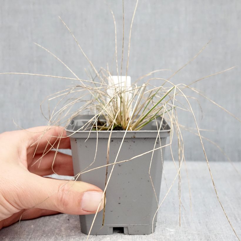 Amostra de Stipa splendens Vaso de 8/9 cm tal como entregue no inverno