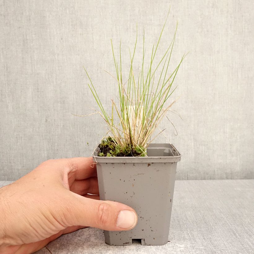 Amostra de Stipa splendens Vaso de 8/9 cm tal como entregue na primavera