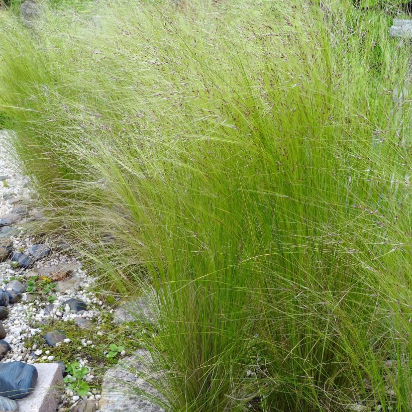 Stipa tenuifolia Pony Tails (Floração)