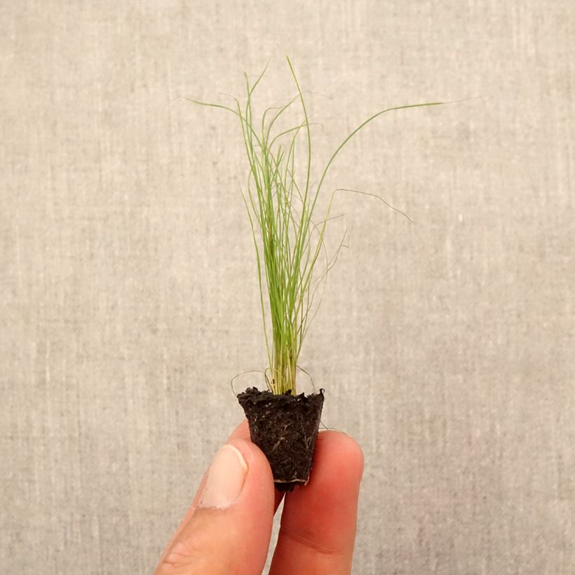 Amostra de Stipa tenuifolia Pony Tails Mini-torrão Ø 1,5/2,5 cm tal como entregue no outono