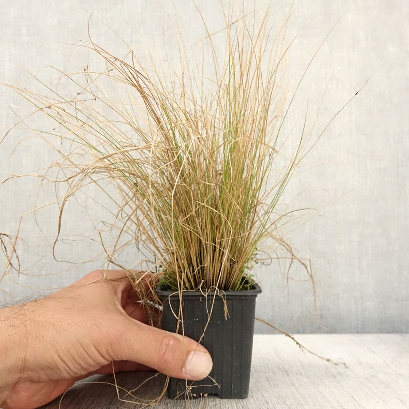Amostra de Stipa trichotoma Palomino Vaso de 8/9 cm tal como entregue no outono