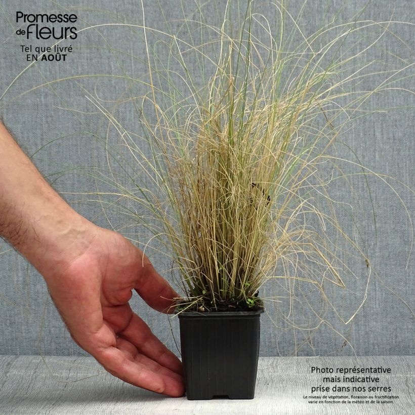 Amostra de Stipa trichotoma Palomino Vaso de 8/9 cm tal como entregue no verão