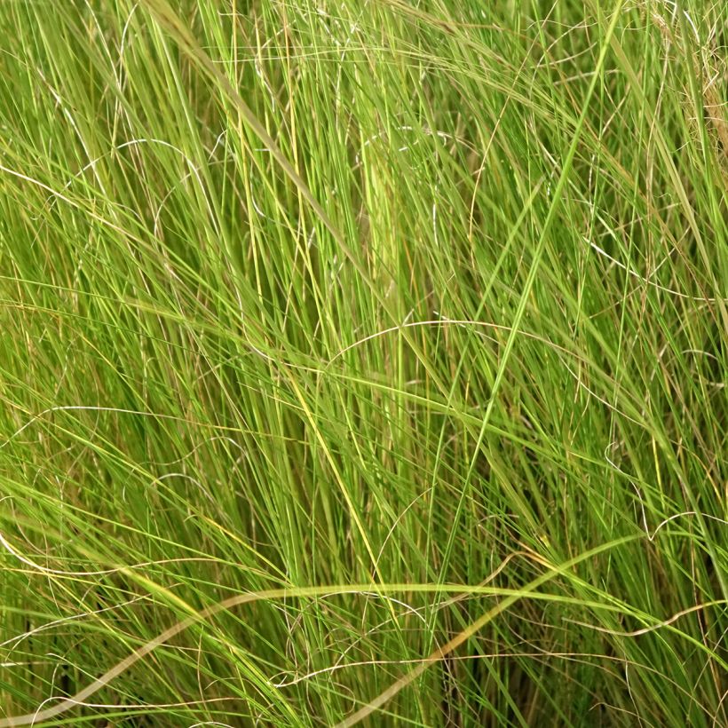 Stipa trichotoma Palomino (Folhagem)