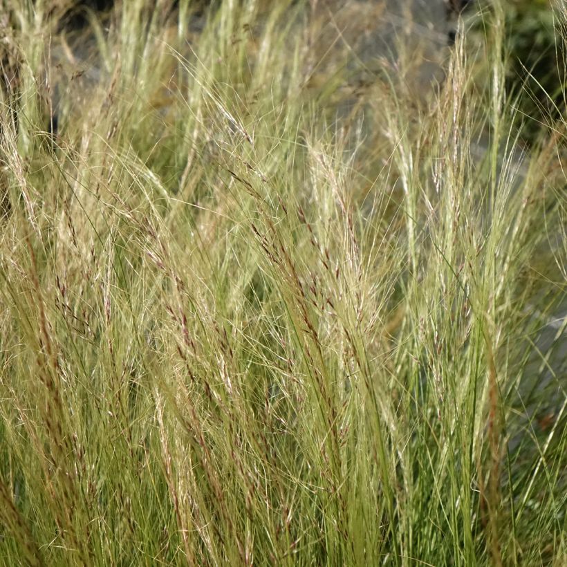 Stipa trichotoma Palomino (Floração)