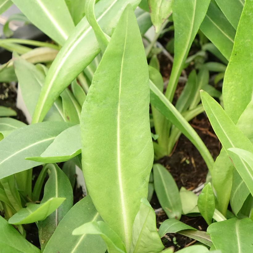 Stokesia laevis Alba (Folhagem)