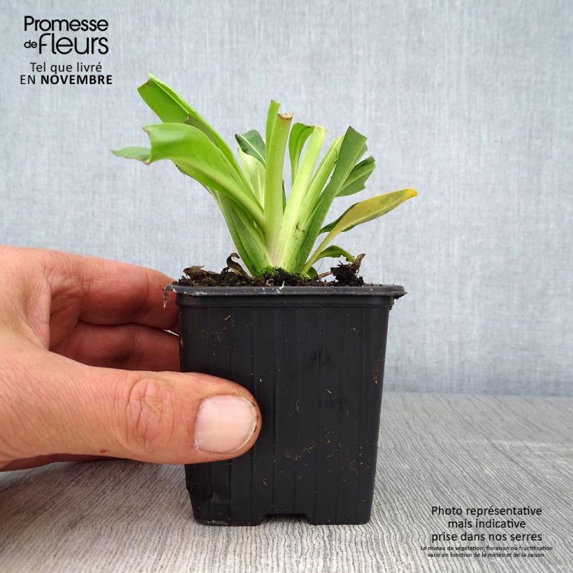 Amostra de Stokesia laevis Blue Star Vaso de 8/9 cm tal como entregue no outono