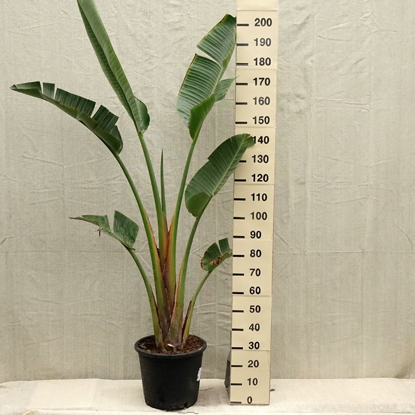 Amostra de Strelitzia augusta Vaso de 30 L/35 L tal como entregue no verão