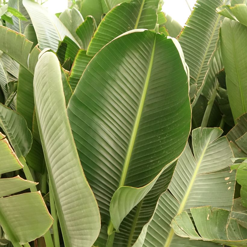 Strelitzia augusta (Folhagem)