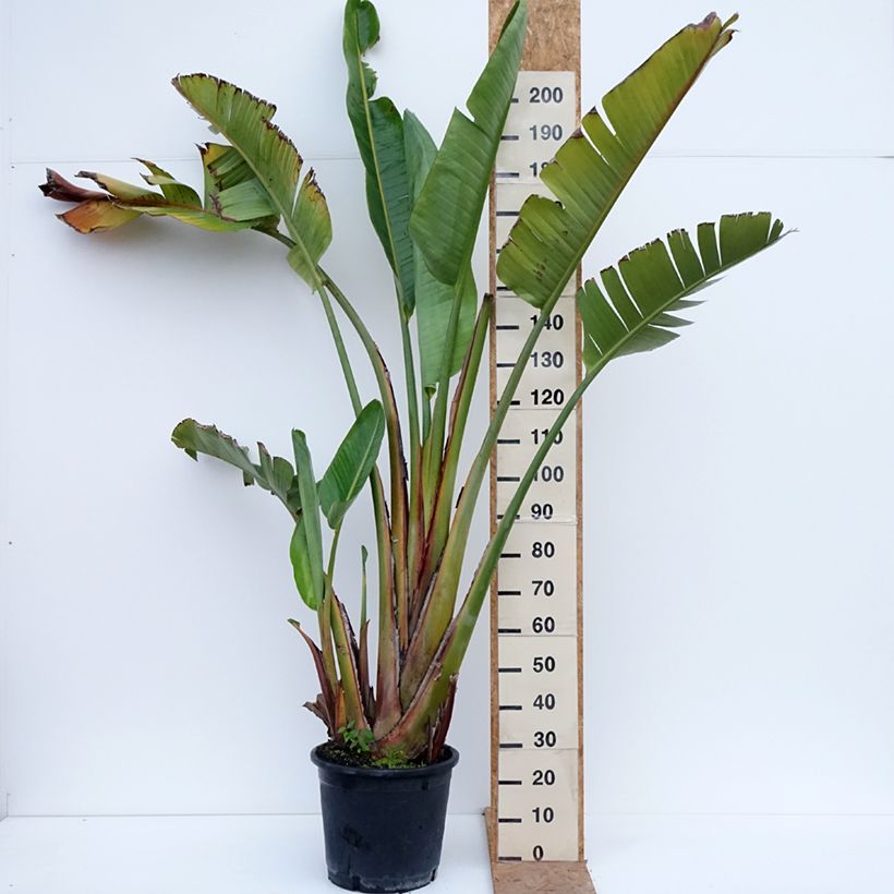 Amostra de Strelitzia augusta Vaso de 30 L/35 L tal como entregue no outono