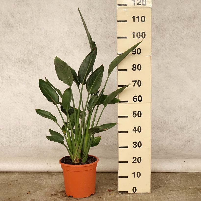 Amostra de Strelitzia reginae Vaso de 6 L/7 L tal como entregue no verão