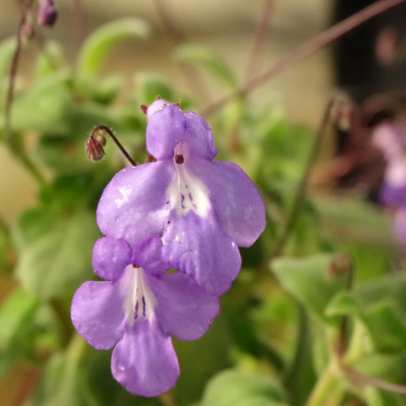 Streptocarpus saxorum Purple (Floração)