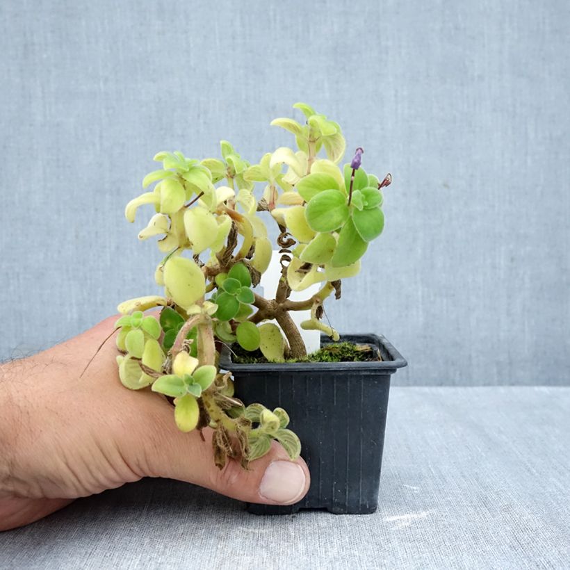 Amostra de Streptocarpus saxorum Purple Vaso de 8/9 cm tal como entregue no outono