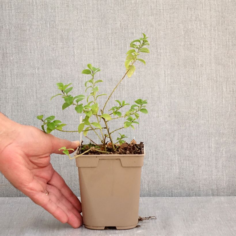 Amostra de Streptosolen jamesonii - Browallia orange Vaso de 8/9 cm tal como entregue no verão