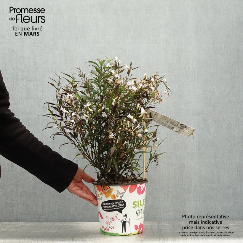 Amostra de Strobilanthes anisophyllus Brunetthy Vaso de 3 L/4 L tal como entregue na primavera