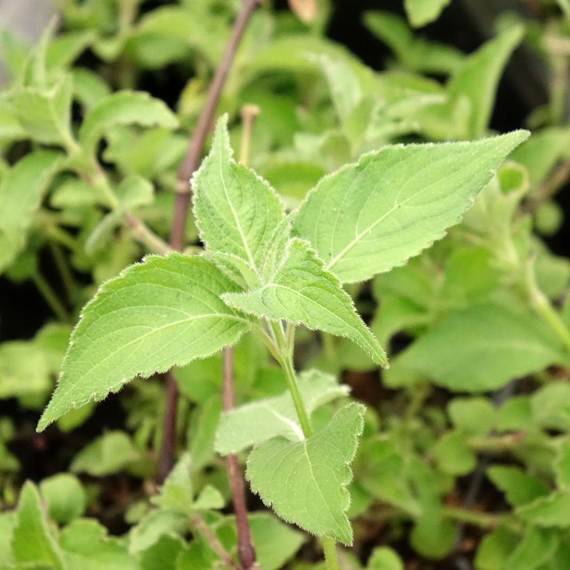 Strobilanthes attenuata Blue Carpet (Folhagem)