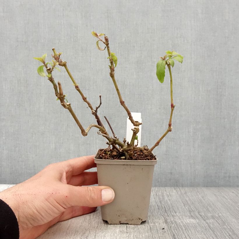 Amostra de Strobilanthes penstemonoides Vaso de 8/9 cm tal como entregue na primavera