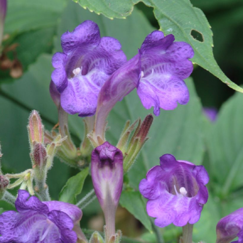 Strobilanthes penstemonoides (Floração)