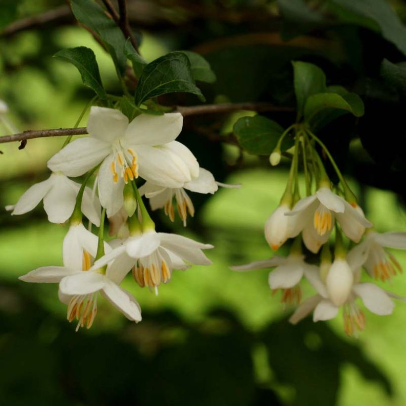 Styrax japonica (Floração)