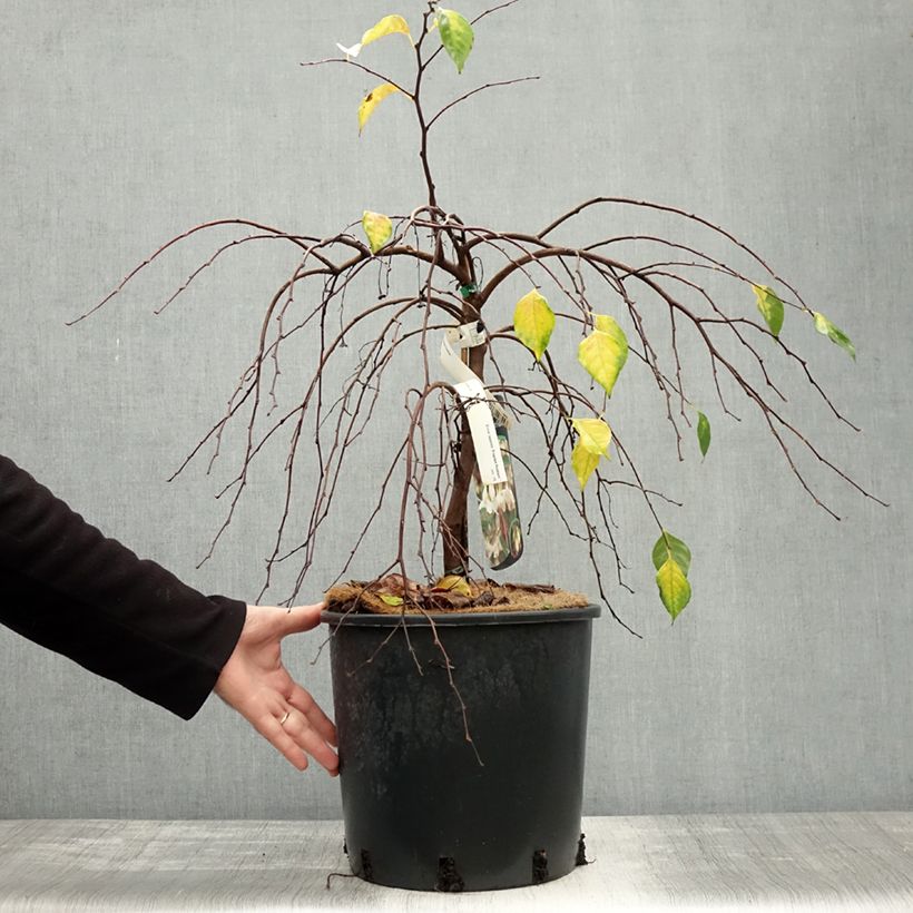 Amostra de Styrax japonica Fragrant Fountain Vaso de 12 L/15 L tal como entregue no outono