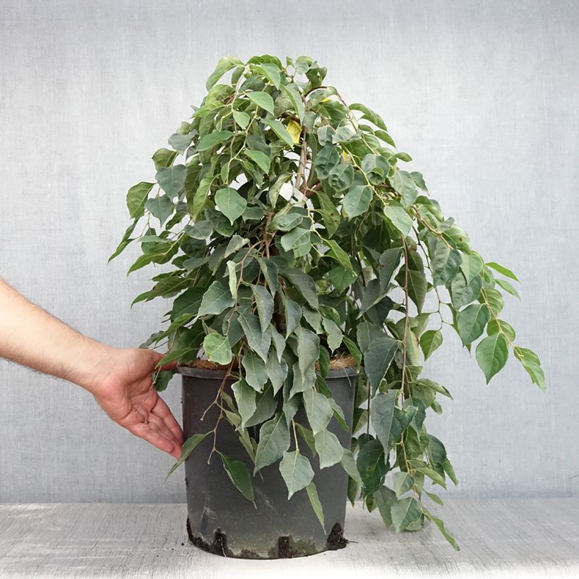 Amostra de Styrax japonica Fragrant Fountain Vaso de 12 L/15 L tal como entregue no verão
