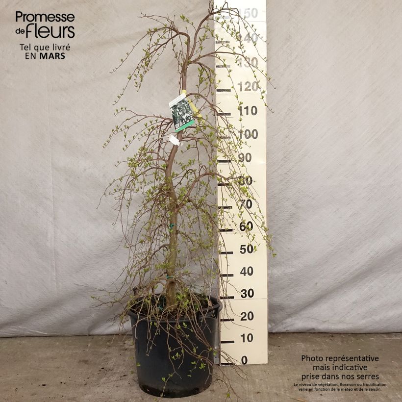 Amostra de Styrax japonica Fragrant Fountain Vaso de 30 L/35 L tal como entregue na primavera