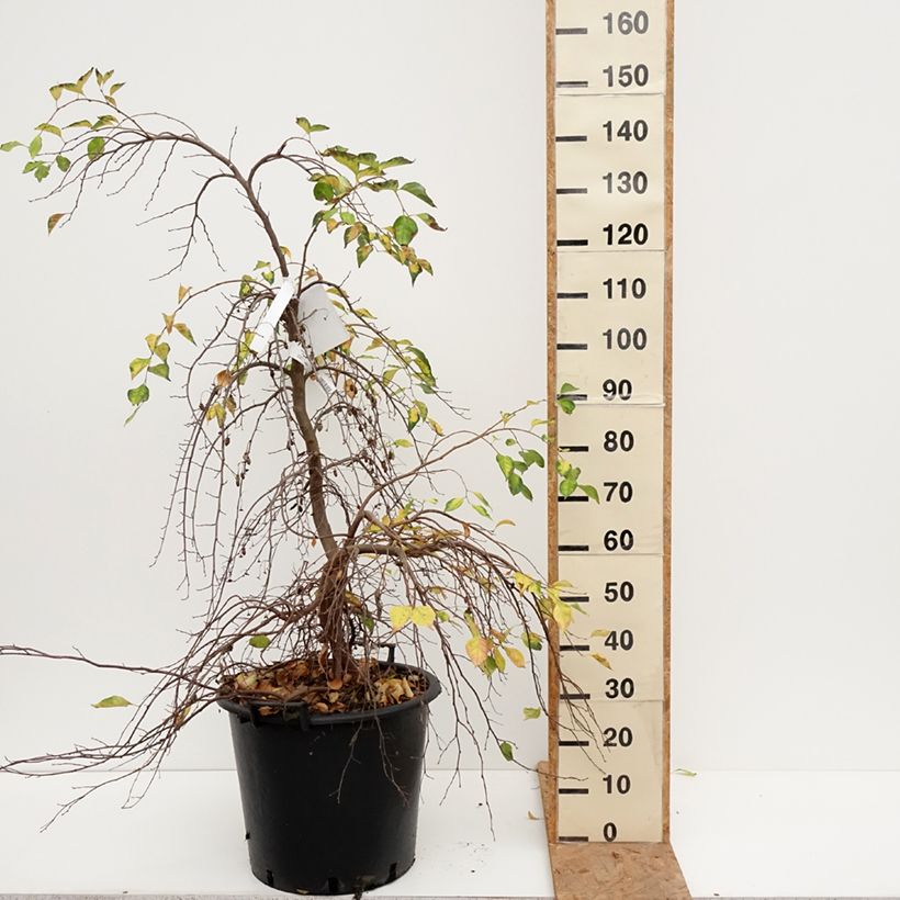 Amostra de Styrax japonica Fragrant Fountain Vaso de 30 L/35 L tal como entregue no outono