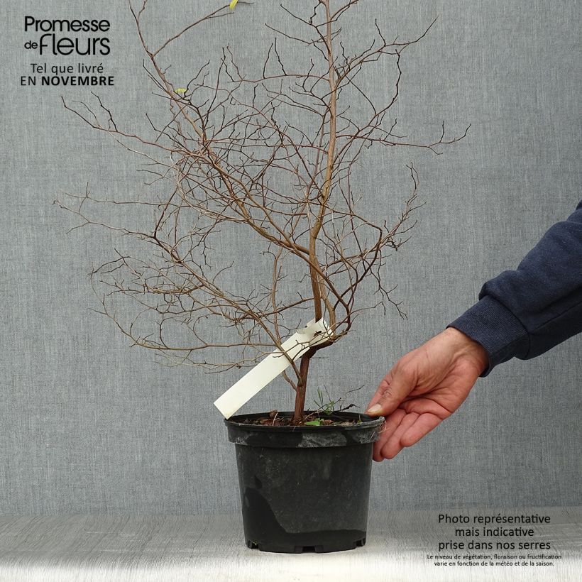 Amostra de Styrax japonica Vaso de 3 L/4 L tal como entregue no outono