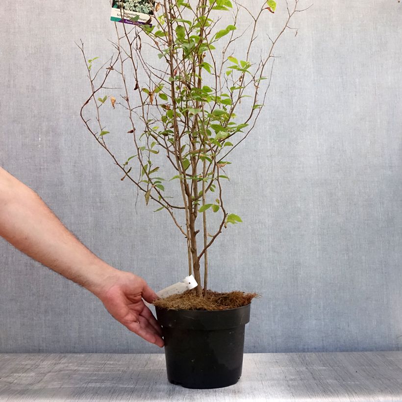 Amostra de Styrax japonica Vaso de 3 L/4 L tal como entregue no verão